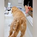 洗面所で犬の足を洗…