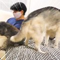 ハスキー犬が家族の…