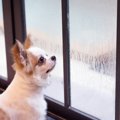 雨が降ると愛犬の元…