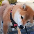それ飲めてる…？柴犬…