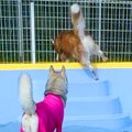 ハスキー犬が『プー…