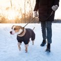 犬とする『冬の散歩…