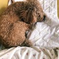 犬がお尻をくっつけ…