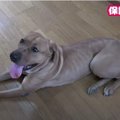 【検証】保健所から来た土佐闘犬の初室内フリー！激ウマおやつ我慢できる？