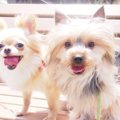 知らない人の犬に触…