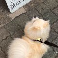 散歩中、アルバイト…