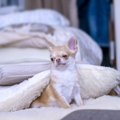あるある！？犬が寝…