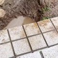 雨上がり『やけに大…