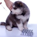 犬にワクチンを接種…