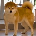 ３匹の犬を動物病院…