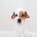 犬に『絶対NGなシャ…