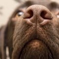 犬が人間のお尻のニ…