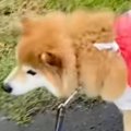 雨の日の散歩、犬の…
