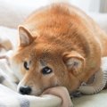 犬が毛布をホリホリ…