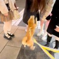 犬の『ナンパ』が上…