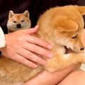 小さな子犬が『初め…