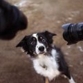 犬が『我慢』してい…