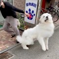 超大型犬が『病院へ…