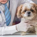 愛犬がガンと診断さ…