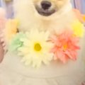 トリミング後に撮影…
