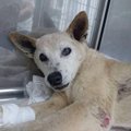 愛犬が失踪したまま…
