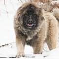 バルカン半島から中…