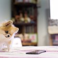 犬にしか聞こえない…