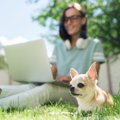 犬が『イライラ』し…