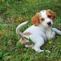 犬のしっぽで分かる…