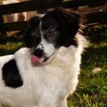 愛犬が足を舐めるの…