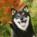 大きくならない犬で…