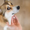 犬に絶対NGな『薬の…