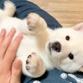 赤ちゃん犬を触って…