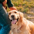 犬が飼い主に顔をこ…