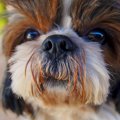犬のよだれやけとは…