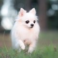 愛犬が突然動かなく…