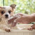 人間とは大違い！犬…