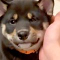 赤ちゃん犬が『遊び…