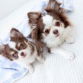 子犬が成長すると『…