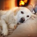 犬に『暖房』を使う…
