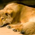 保護犬を飼った初日…