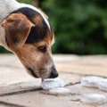 犬が『氷食症』にな…