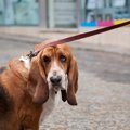 犬が運動を嫌がる時…