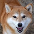 犬からの『好感度』…