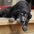 老犬あるある４選！…