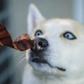 犬が『好きなニオイ…