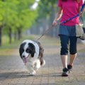 犬を散歩中『目を離…