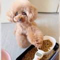 犬のご飯を計ってい…