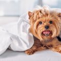 犬が他の部屋に行き…