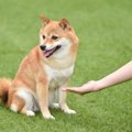 愛犬が『飽きた』と…